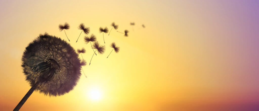 Schne Pusteblume